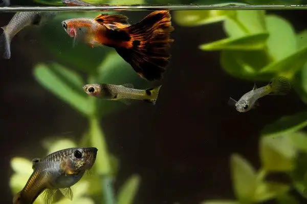 female guppies without male