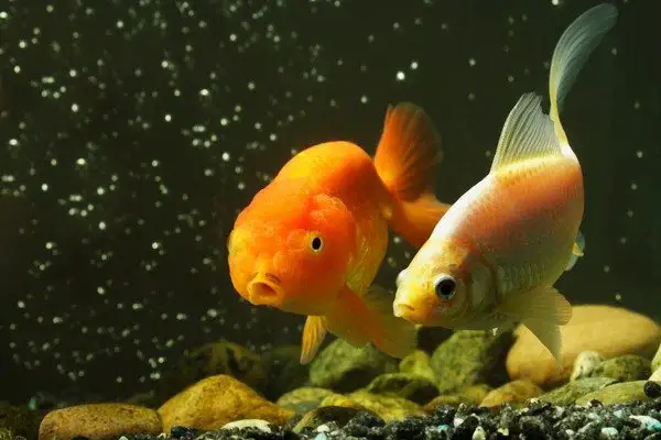 goldfish chasing each other