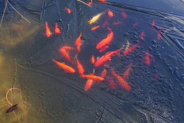goldfish during winter