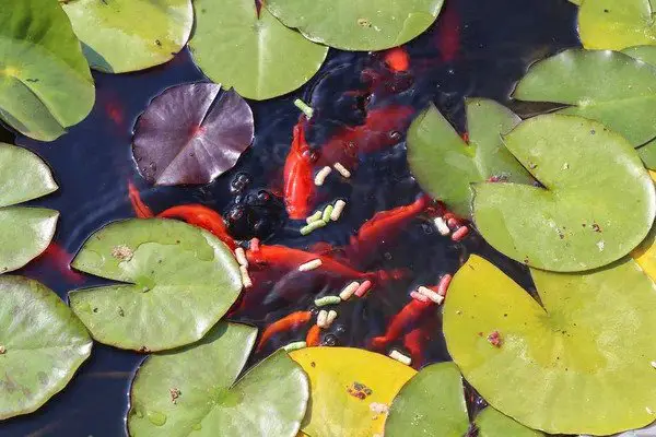 Feeding goldfish shop in a pond