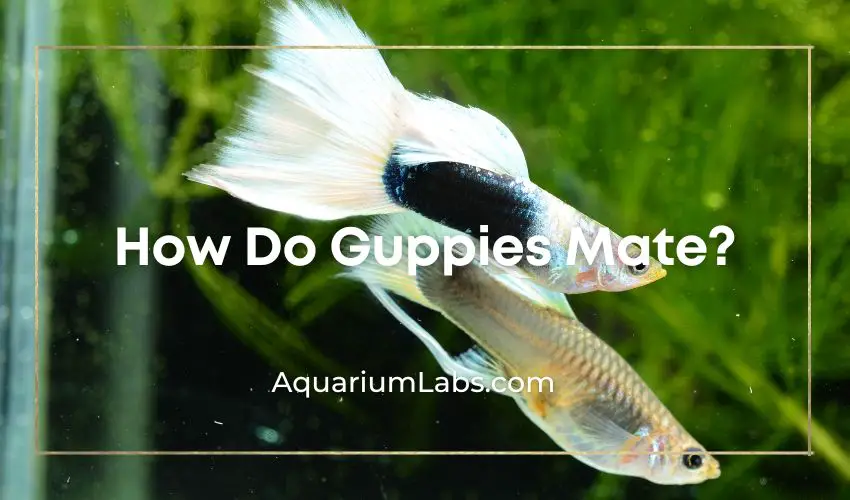 how do guppies mate - Featured Image