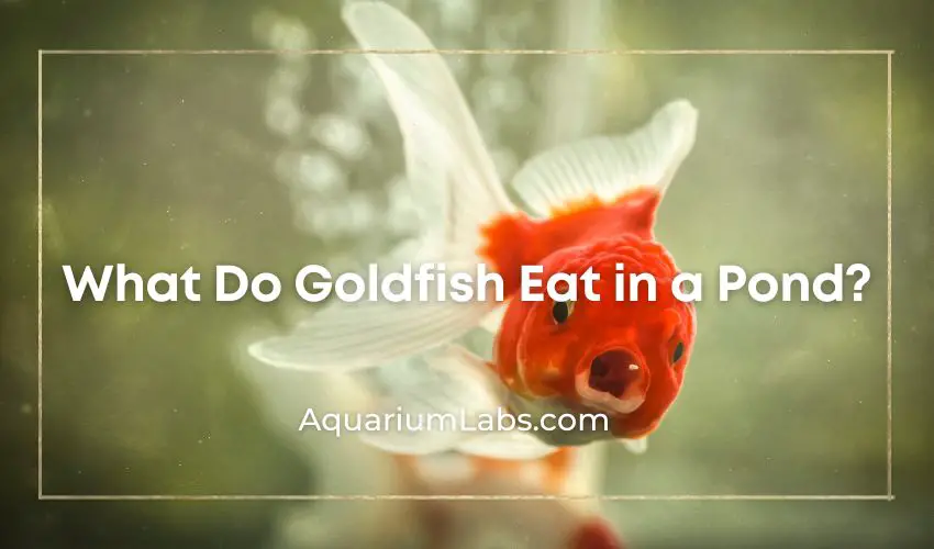 pond goldfish food - Featured Image