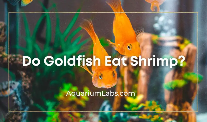 will goldfish eat shrimp - Featured Image