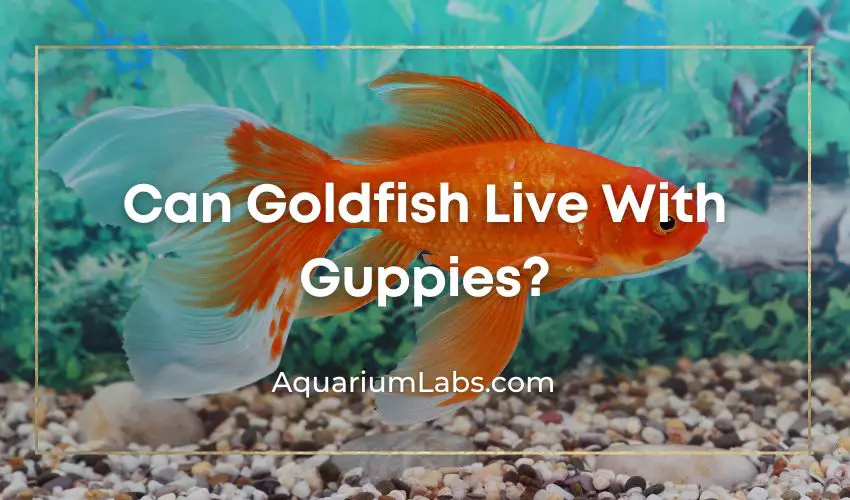 can goldfish wive with guppies - Featured Image