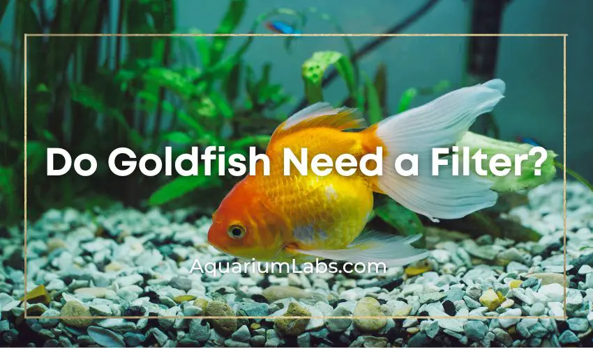 do goldfish need a filter - Featured Image