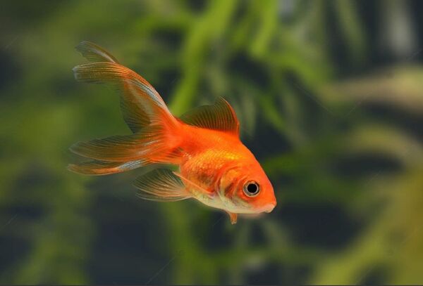 high quality water for goldfish